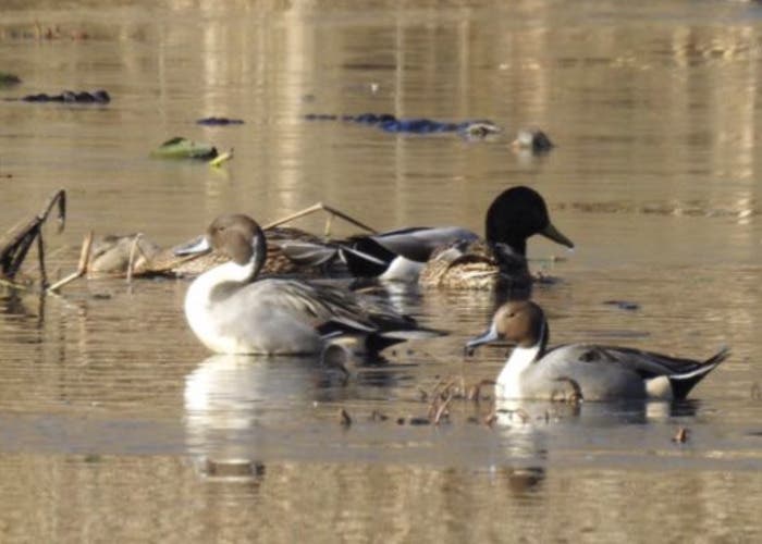 Winter Waterfowl Walk