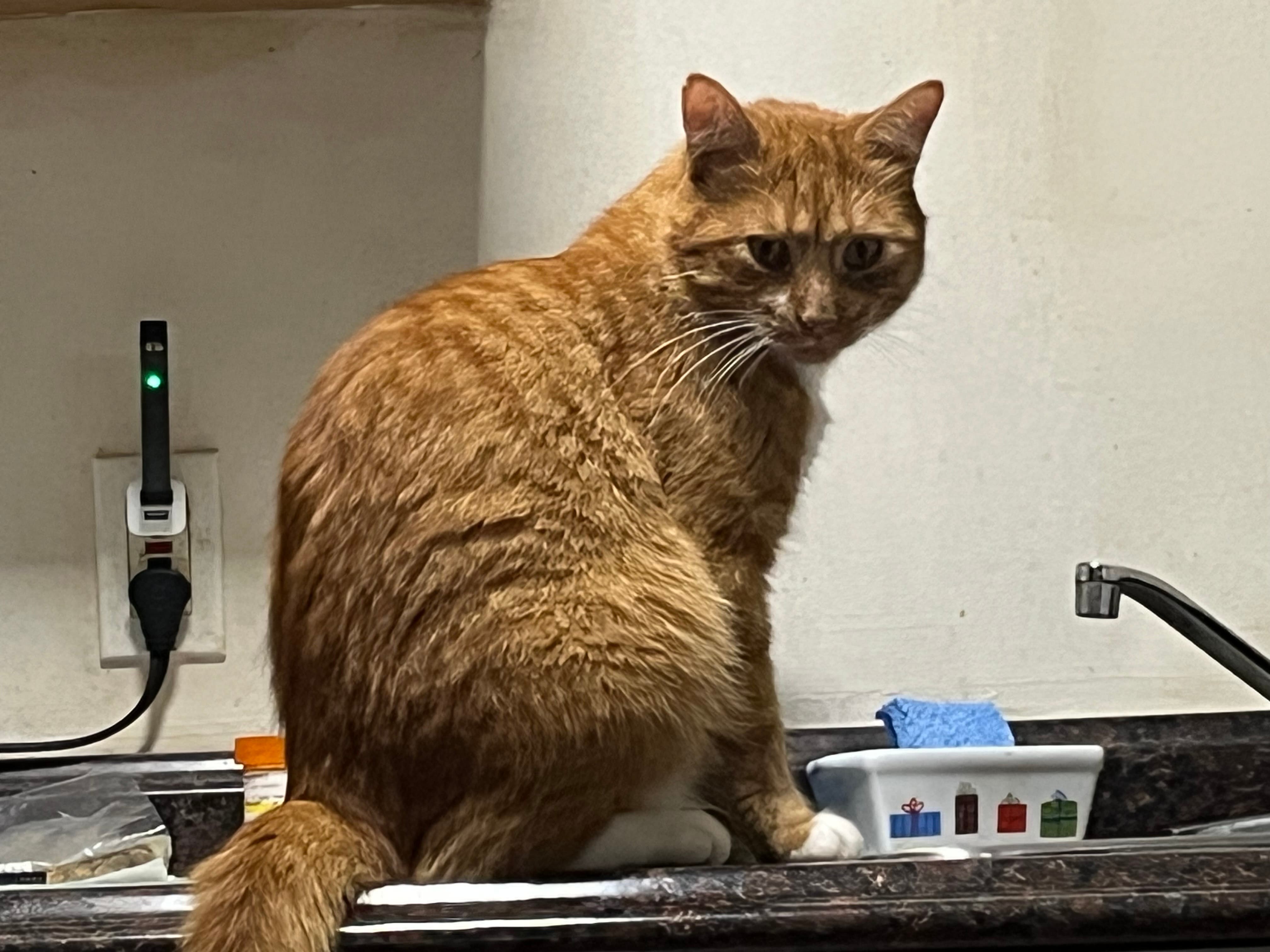 Missing Orange Tabby Cat 