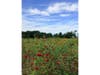 A field of flowers growing at Fairgrown Farm.