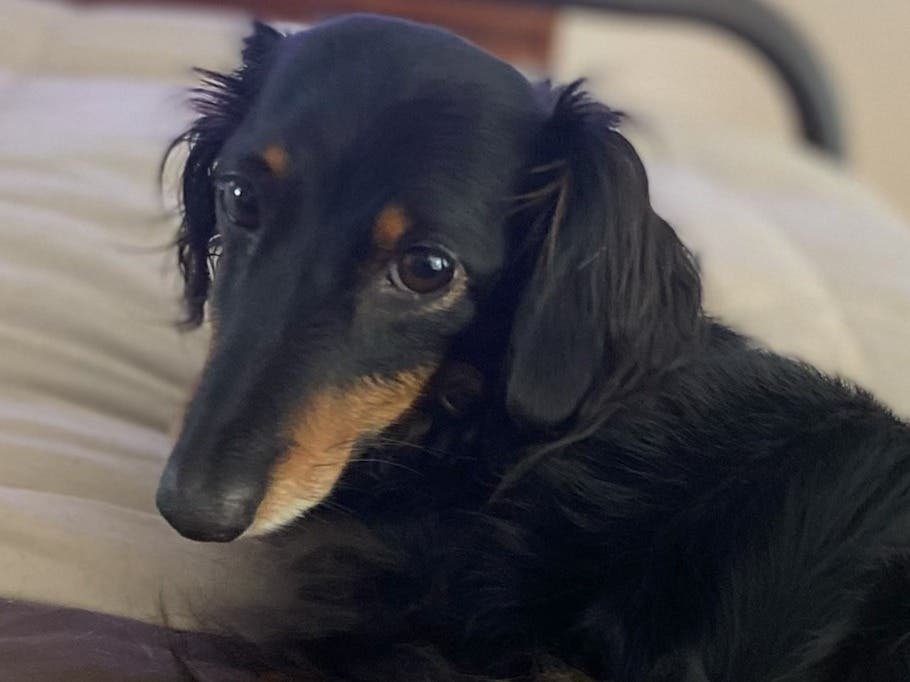 Lost Dog Alert