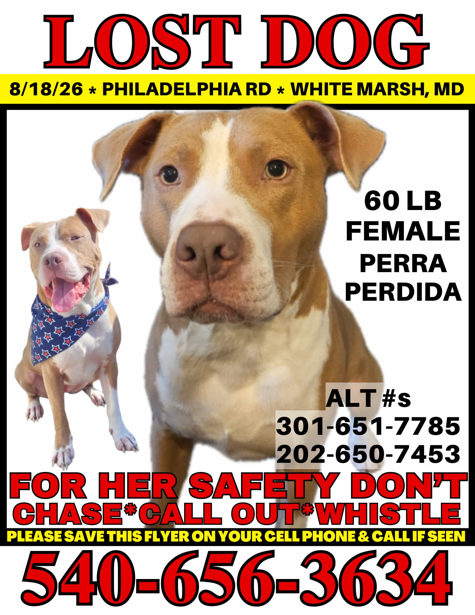 Lost Dog