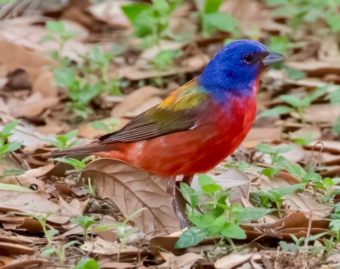 Finding More Birds, Wherever You Are