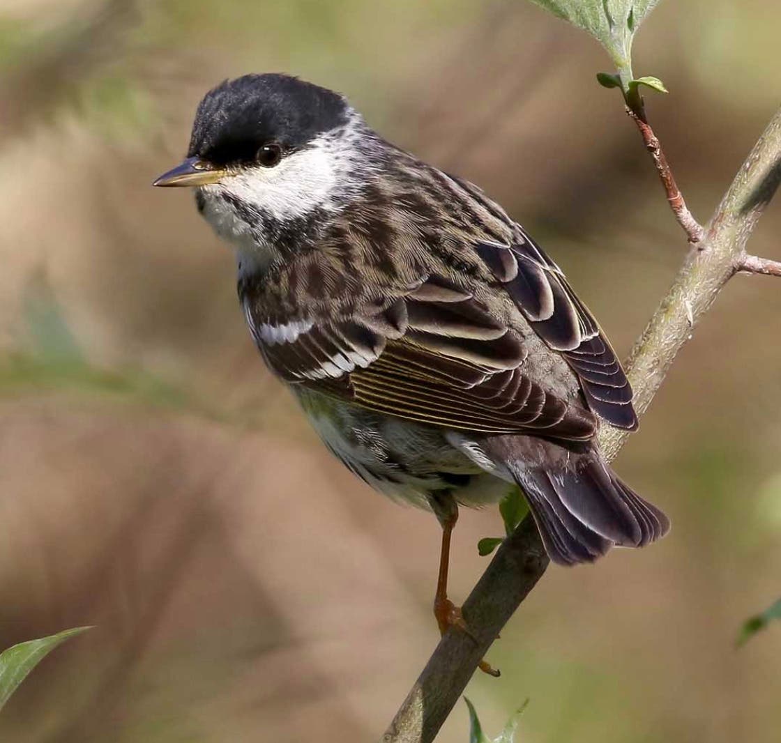 Beginners' Bird Walk