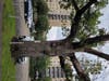 Weirwood Tree?