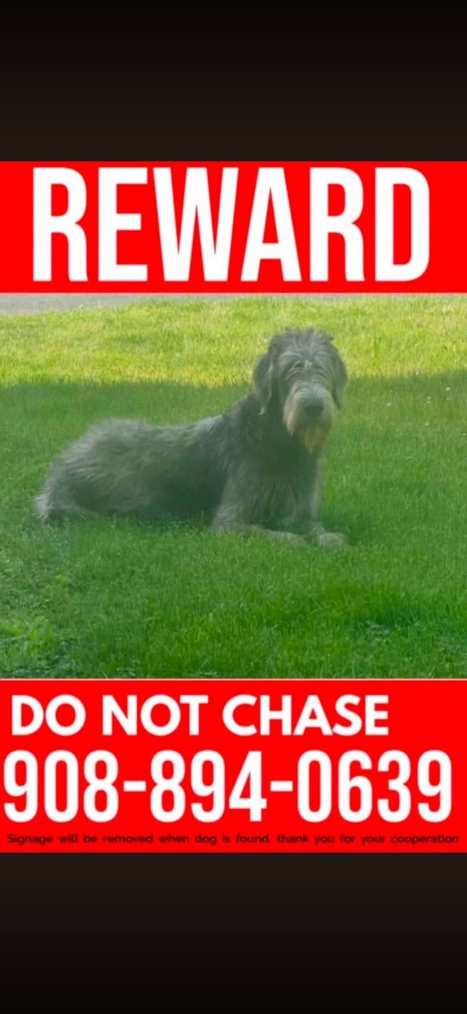 Help Find Molly! 