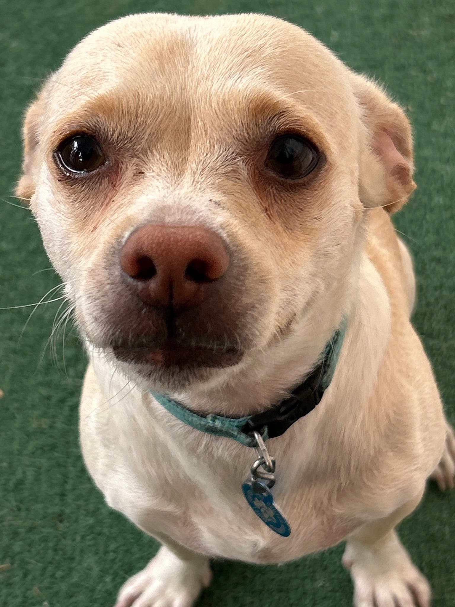 Dogsitter Wanted