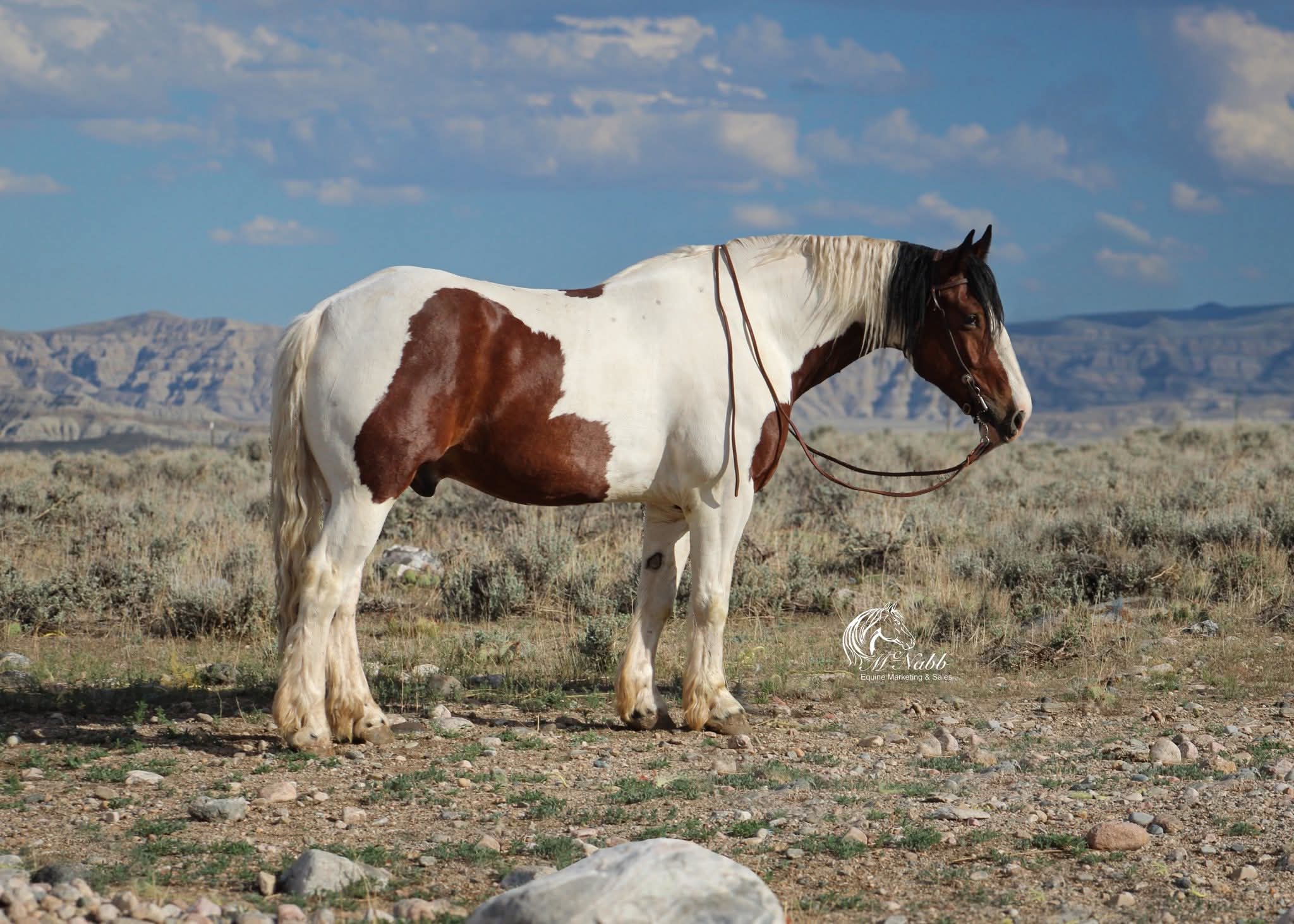 2019 Bay Tobiano Spotted Draft Cross Gelding 16hh