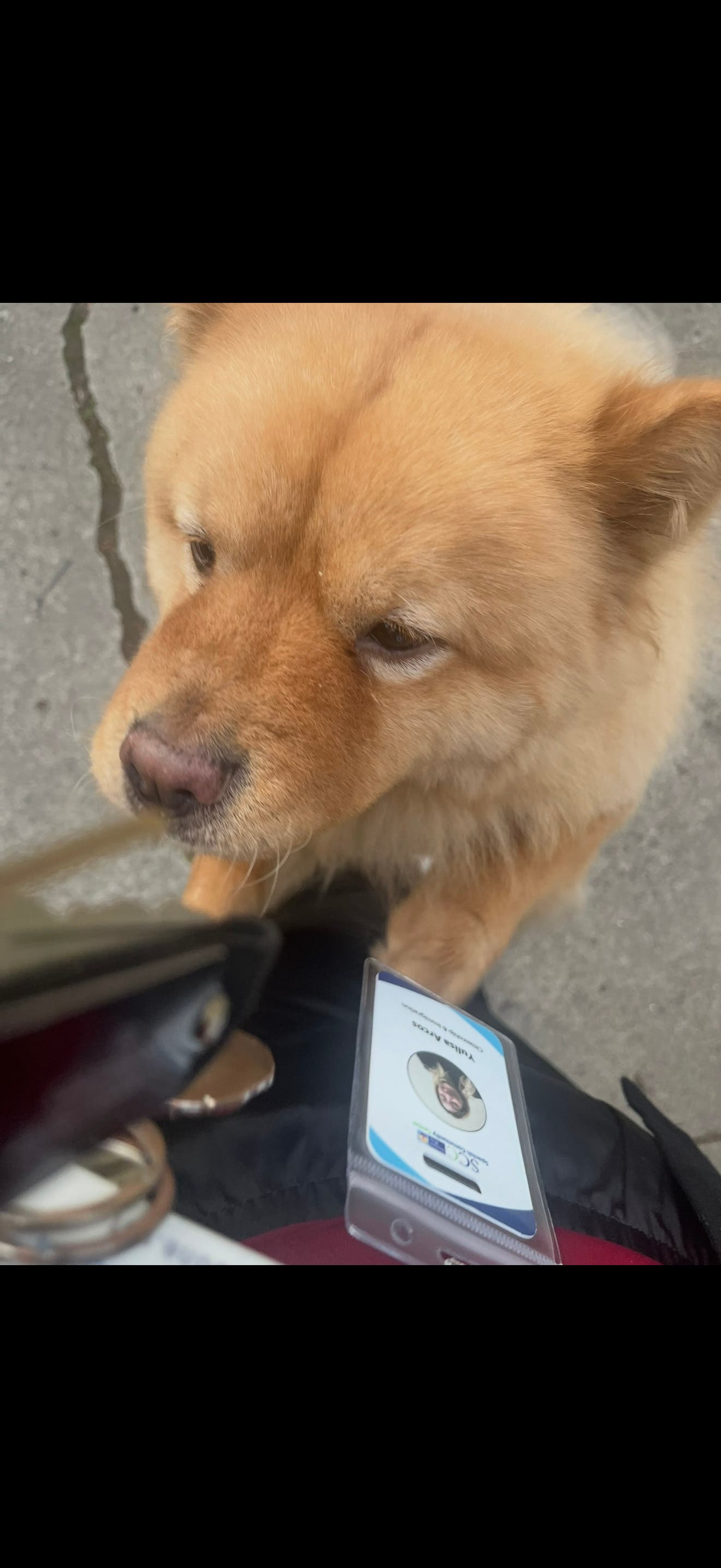 Lost Dog-Golden Chow Chow 