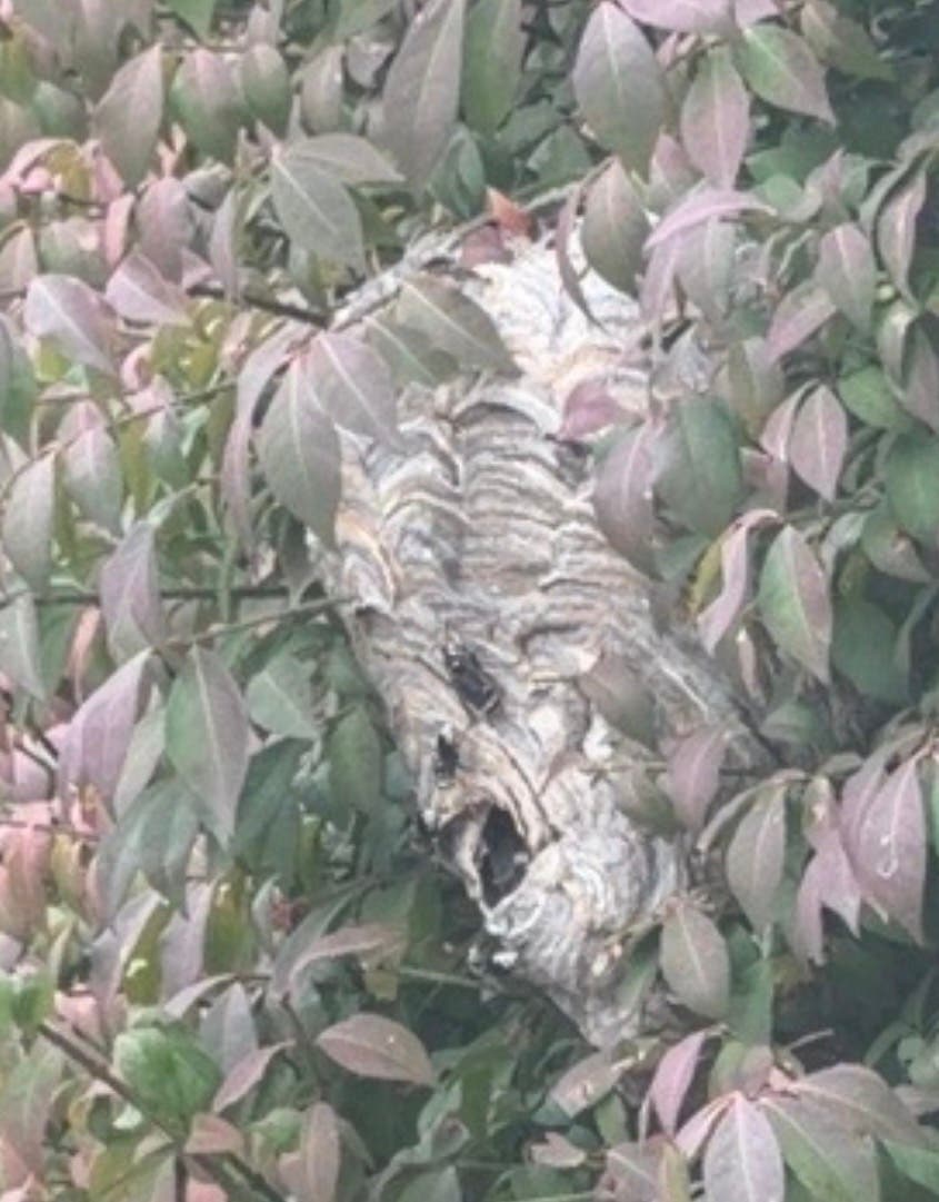 Huge hornets nest adjacent to public sidewalk