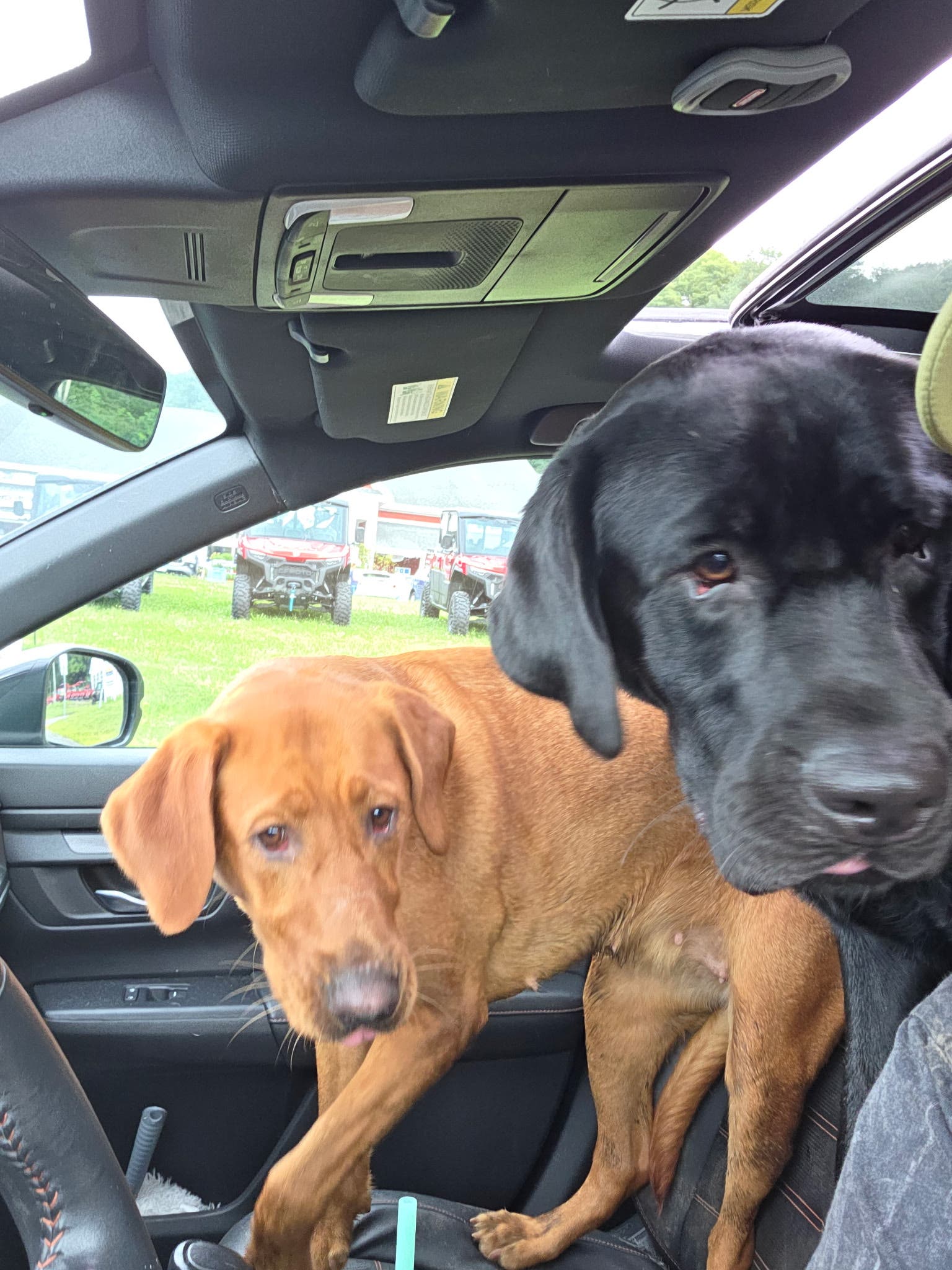 Dogs