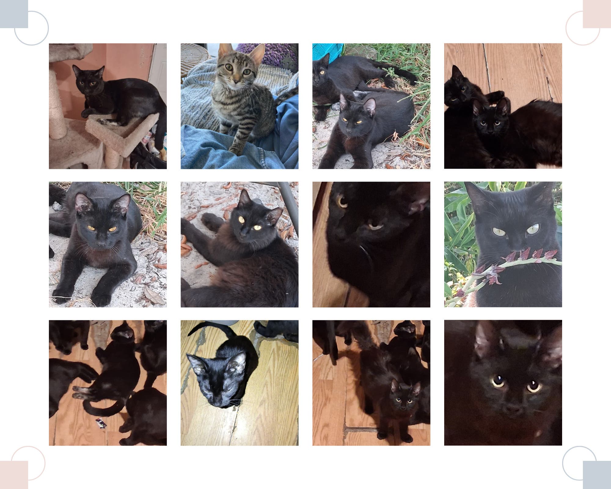 Lovely Black Cats
