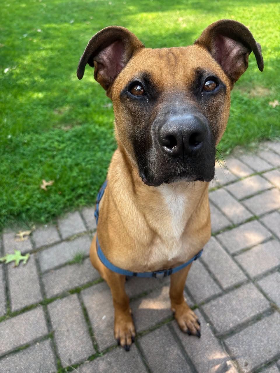 Scooby is looking for his forever home! 