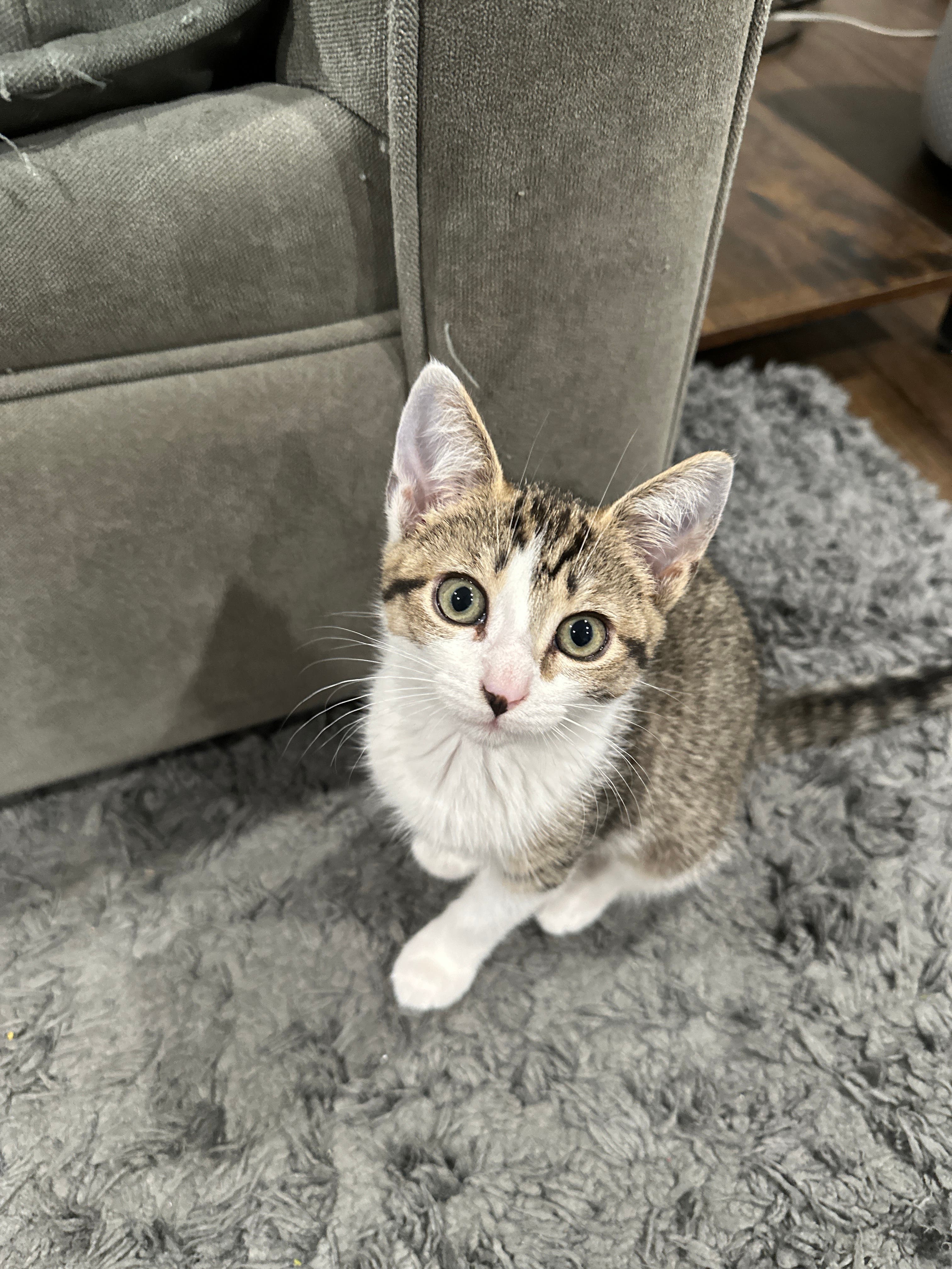 MISSING Cat !!!!!!! HELP