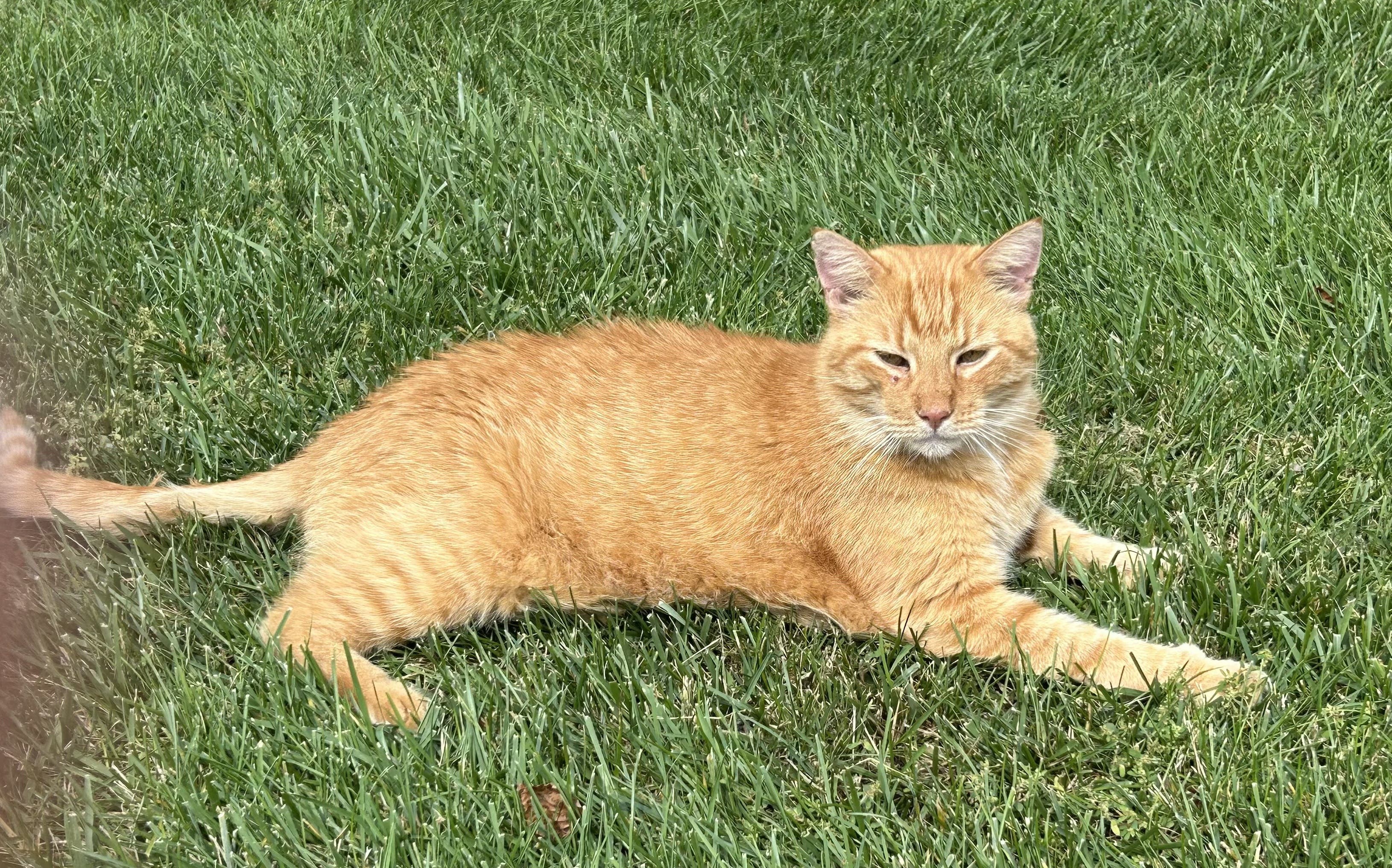 Found: Orange Tabby Cat, Princeton Windrows, Sunday Sept. 6
