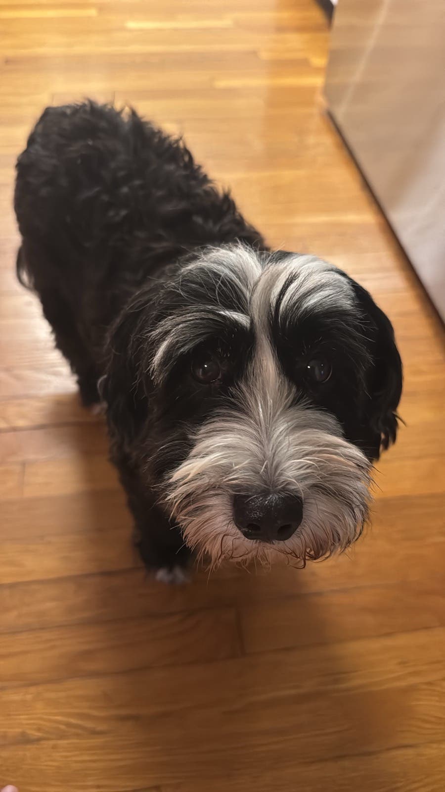 Missing Dog