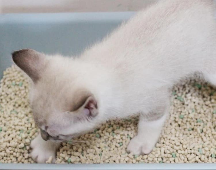 Why Cat Litter Pellets Break Before They Reach the Customer