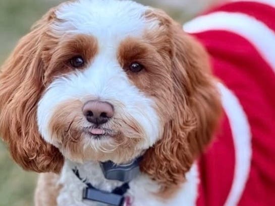 Lost dog Honey
