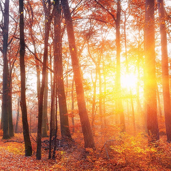 Golden Hour: An Autumnal Music Experience