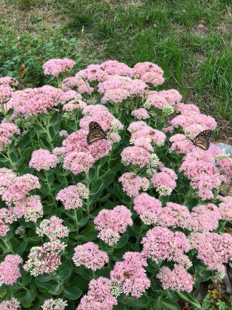 $10 flowers