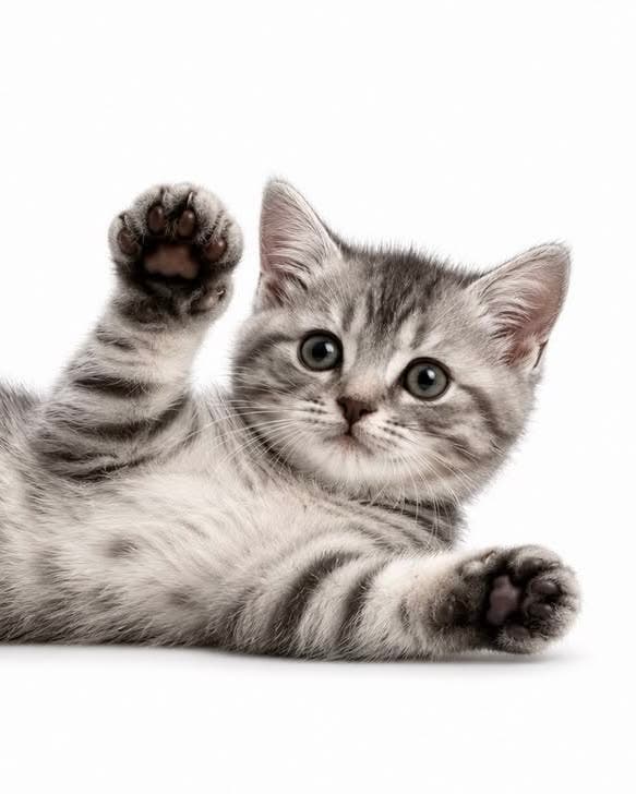 Pet/kind needs your help!