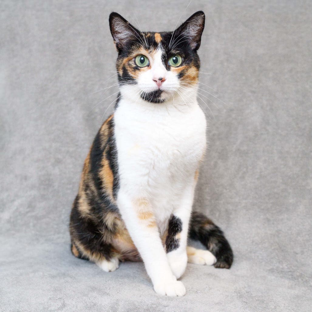 Adoptable cats & kittens at Petco Sunnyvale