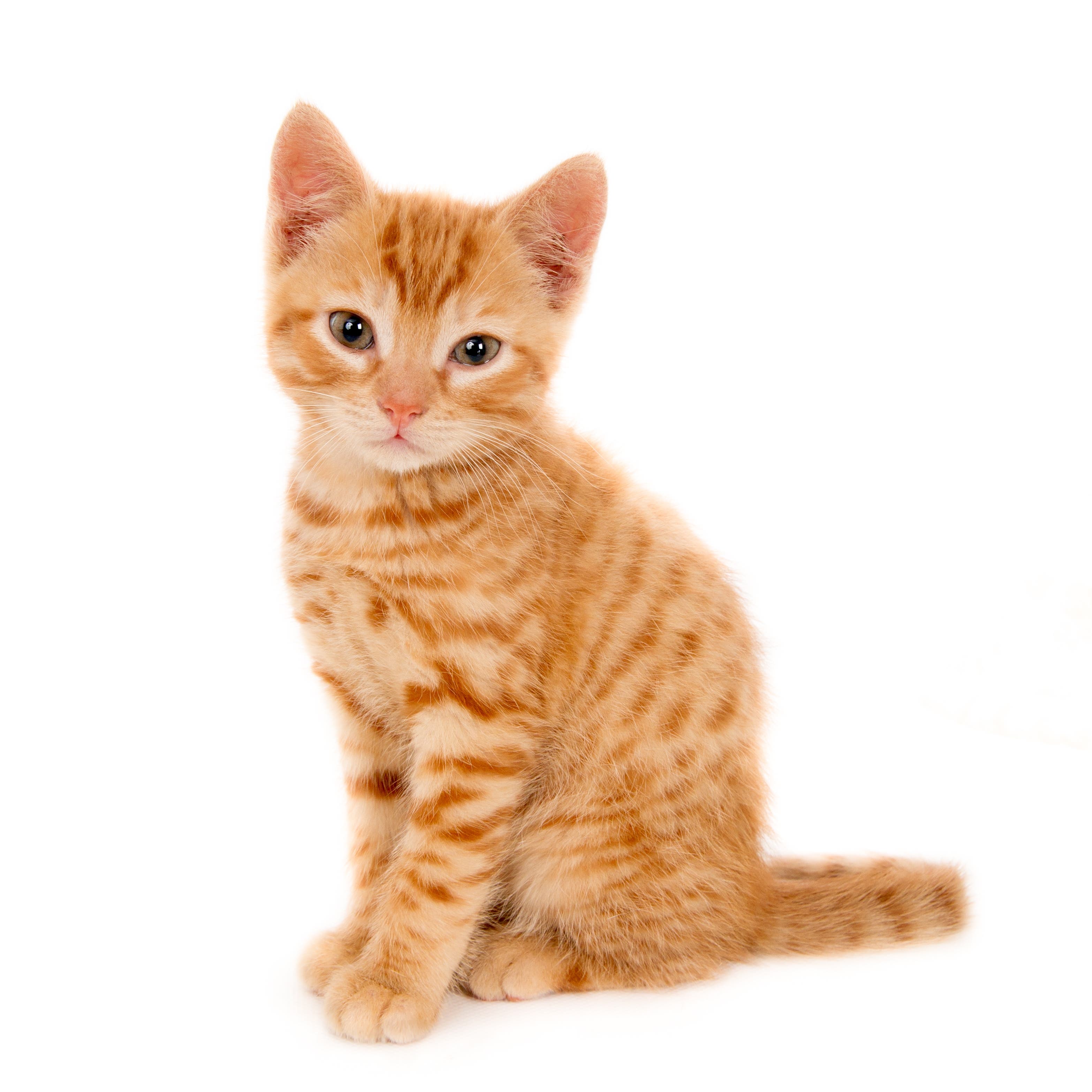 Cat Wellness Study