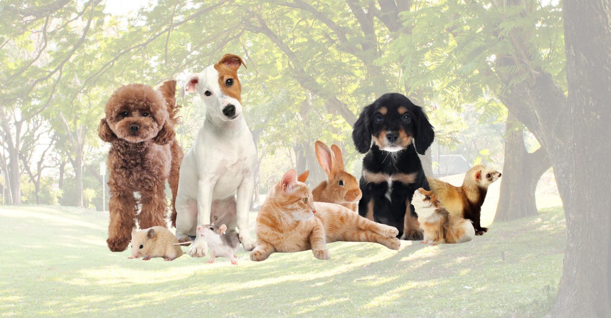 Pet Blessing Celebration