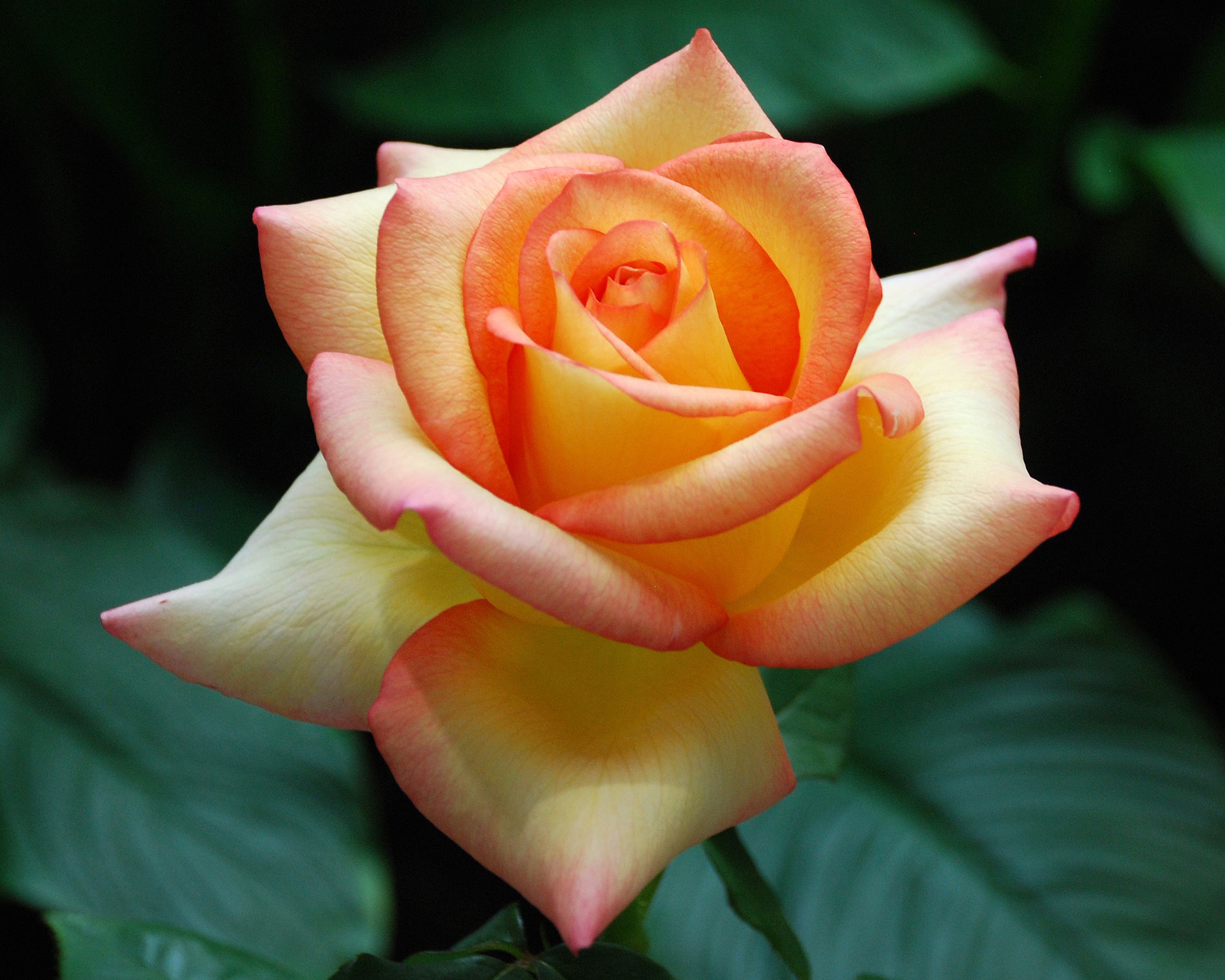 Arlington Rose Foundation hosts Annual Rose Bush Auction and Rooting Workshop