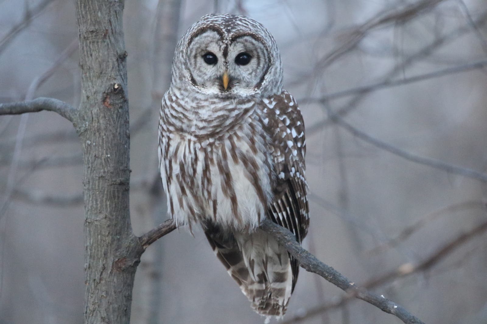 “Owls of Michigan”