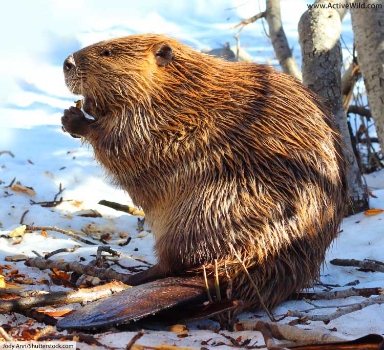 “Beavers in the Burbs”