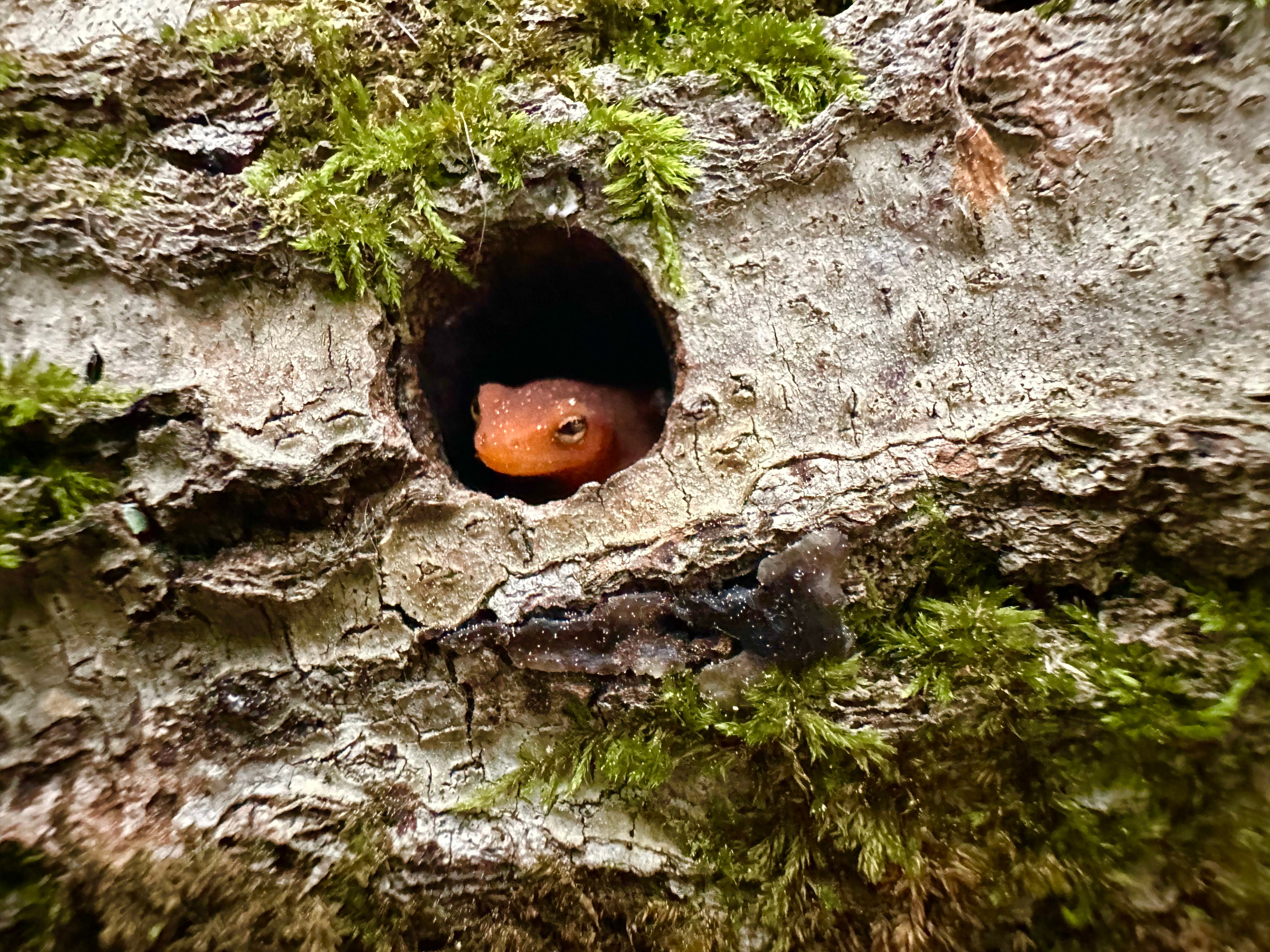 The Beauty of Decay: Lessons From the Forest