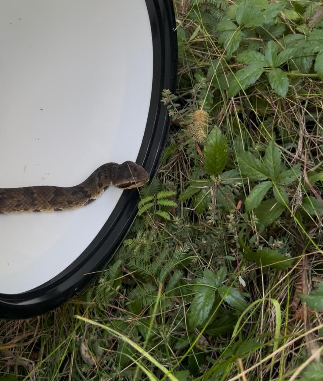 Snake Removal & Relocation: Fulshear & Katy Area