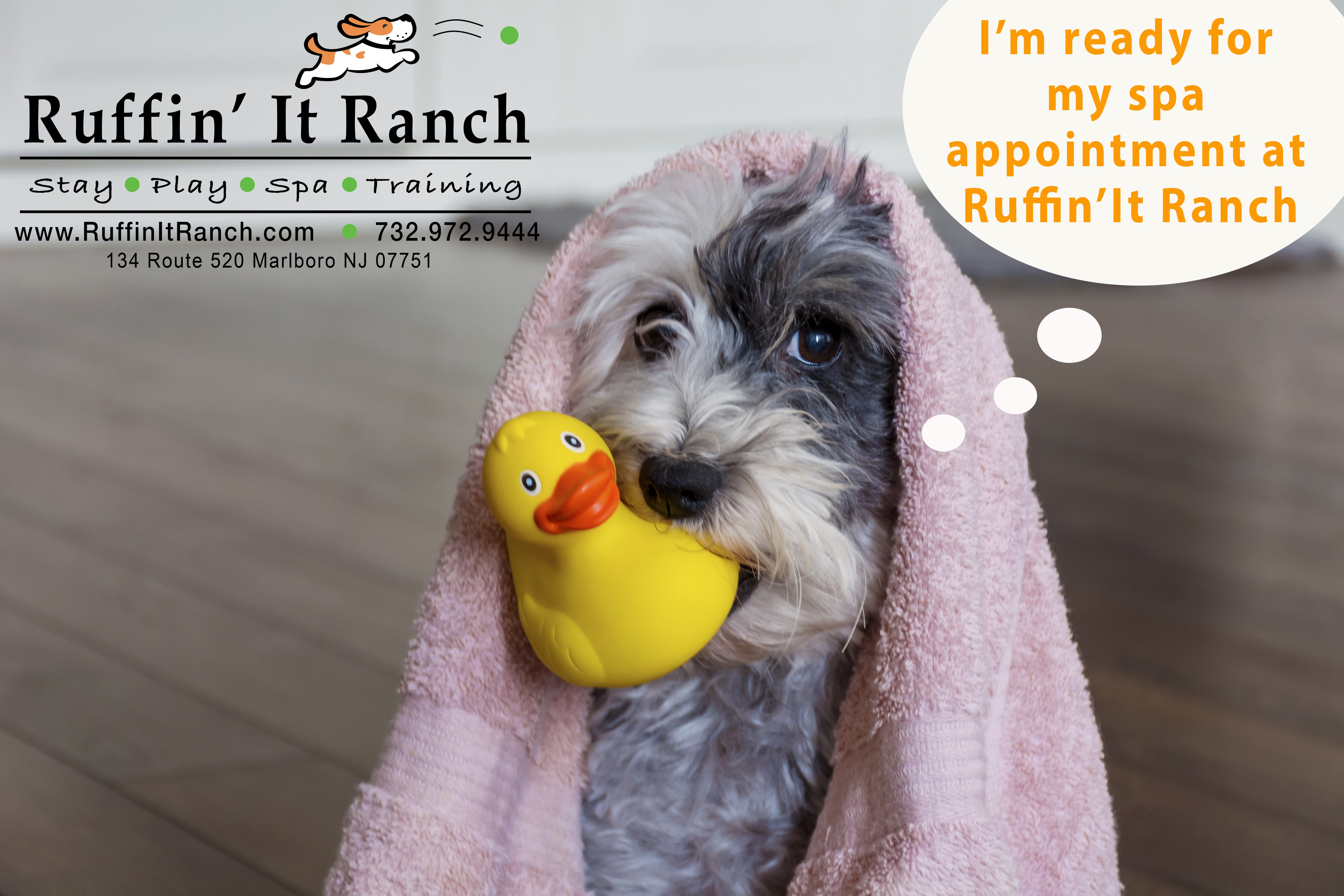 10% off Grooming appointments