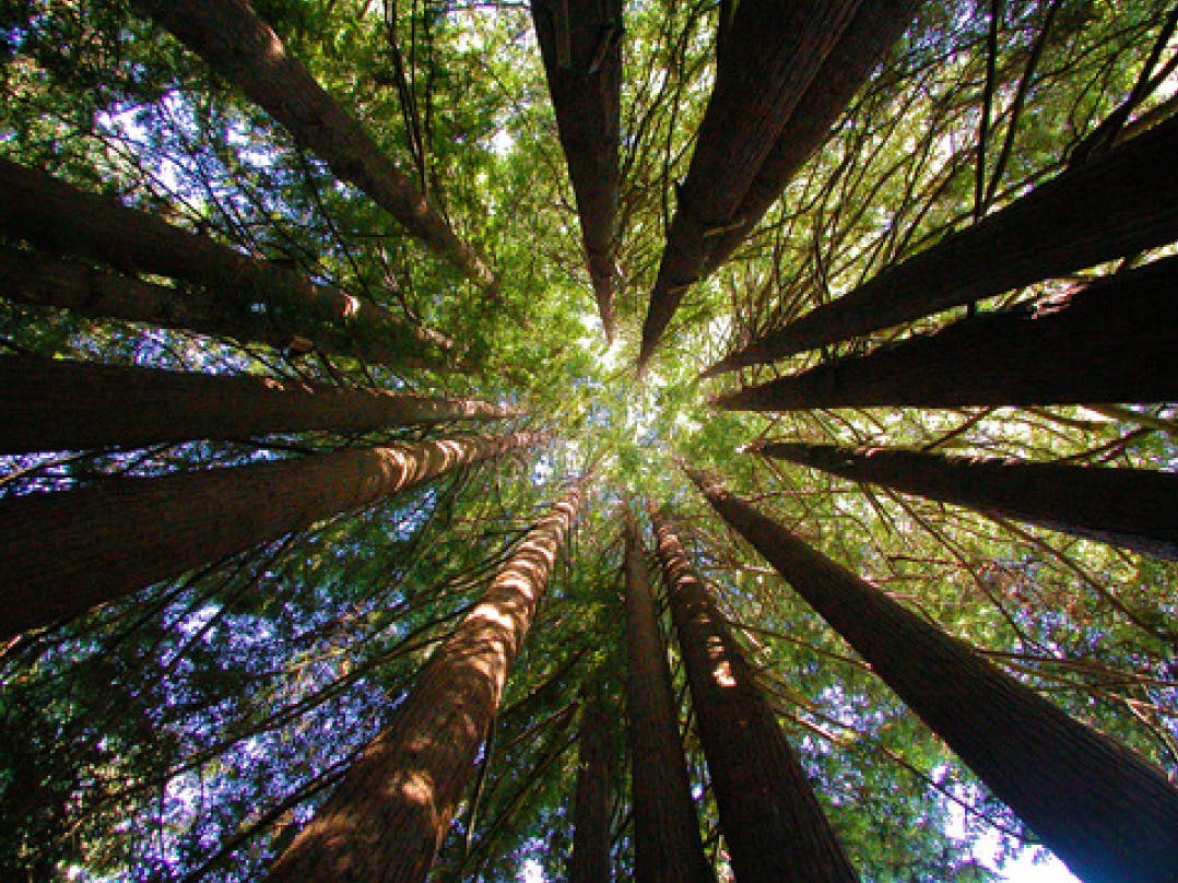 Earth Rhythms Circle