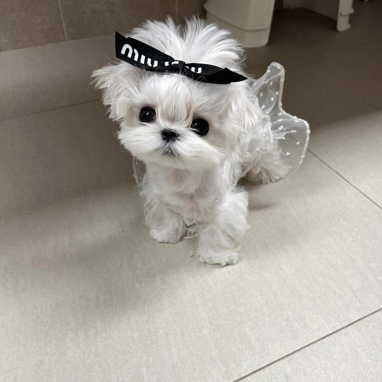 Teacup & Standard Maltese Puppies Ready Now – Just in Time for Christmas