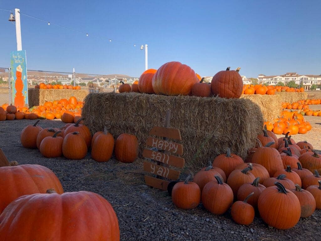 Pumpkin Patch in Dublin, CA: Free Entry, Lit Corn Maze at Night