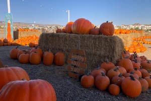 KR Farms Pumpkin Patch