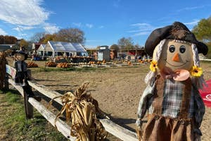 Shuckle's Corn Maze & Pumpkin Patch