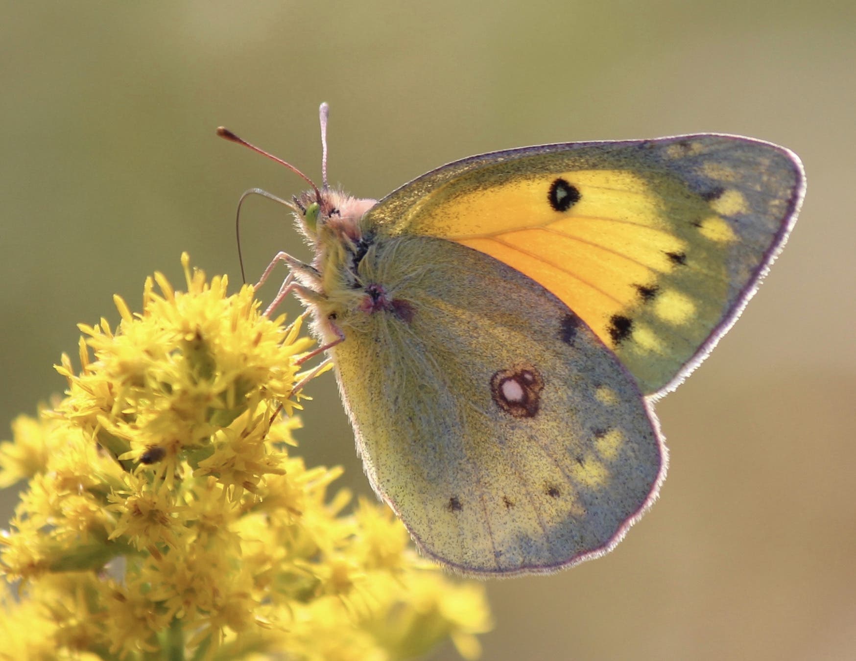 Butterflies of Connecticut Talk