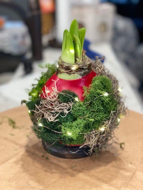 Holiday Amaryllis Centerpiece