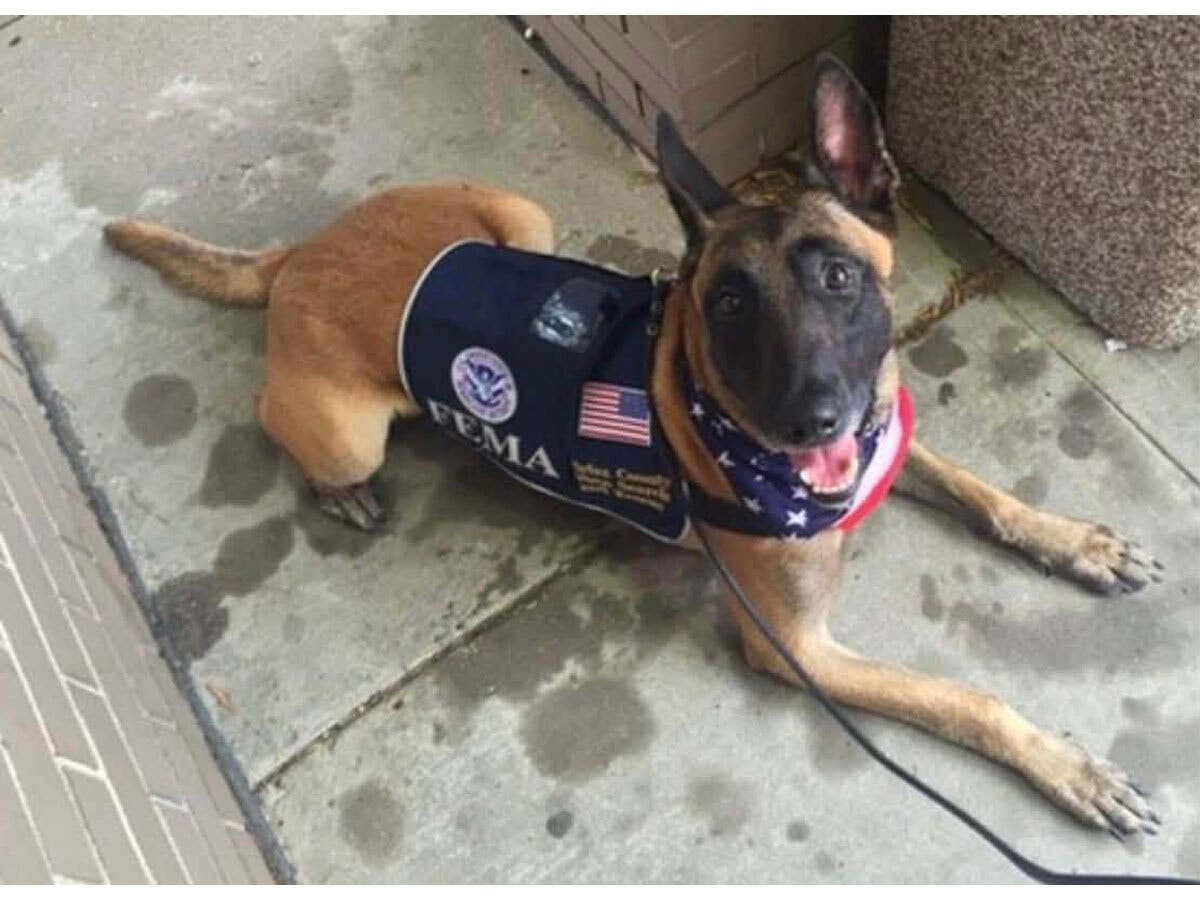 Xandr served as a search and rescue dog during international and domestic deployments in disaster zones.