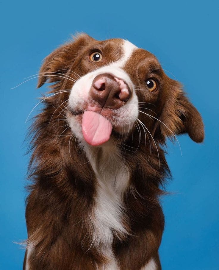 Running a free at-home joint study for dogs with stiffness or mobility issues/ Get free care