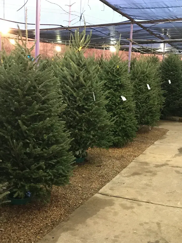 Fresh Fraser Fir Christmas Trees and Wreaths for Sale Near Plano