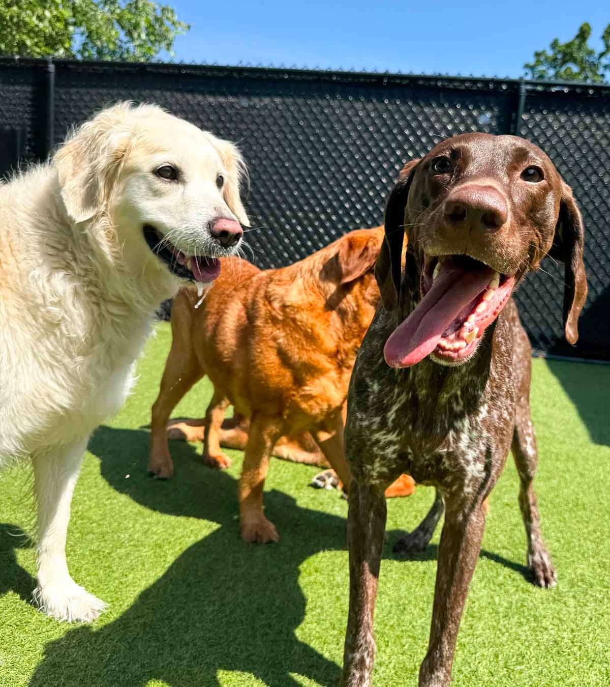 Club Pups Mooresville Grand Opening