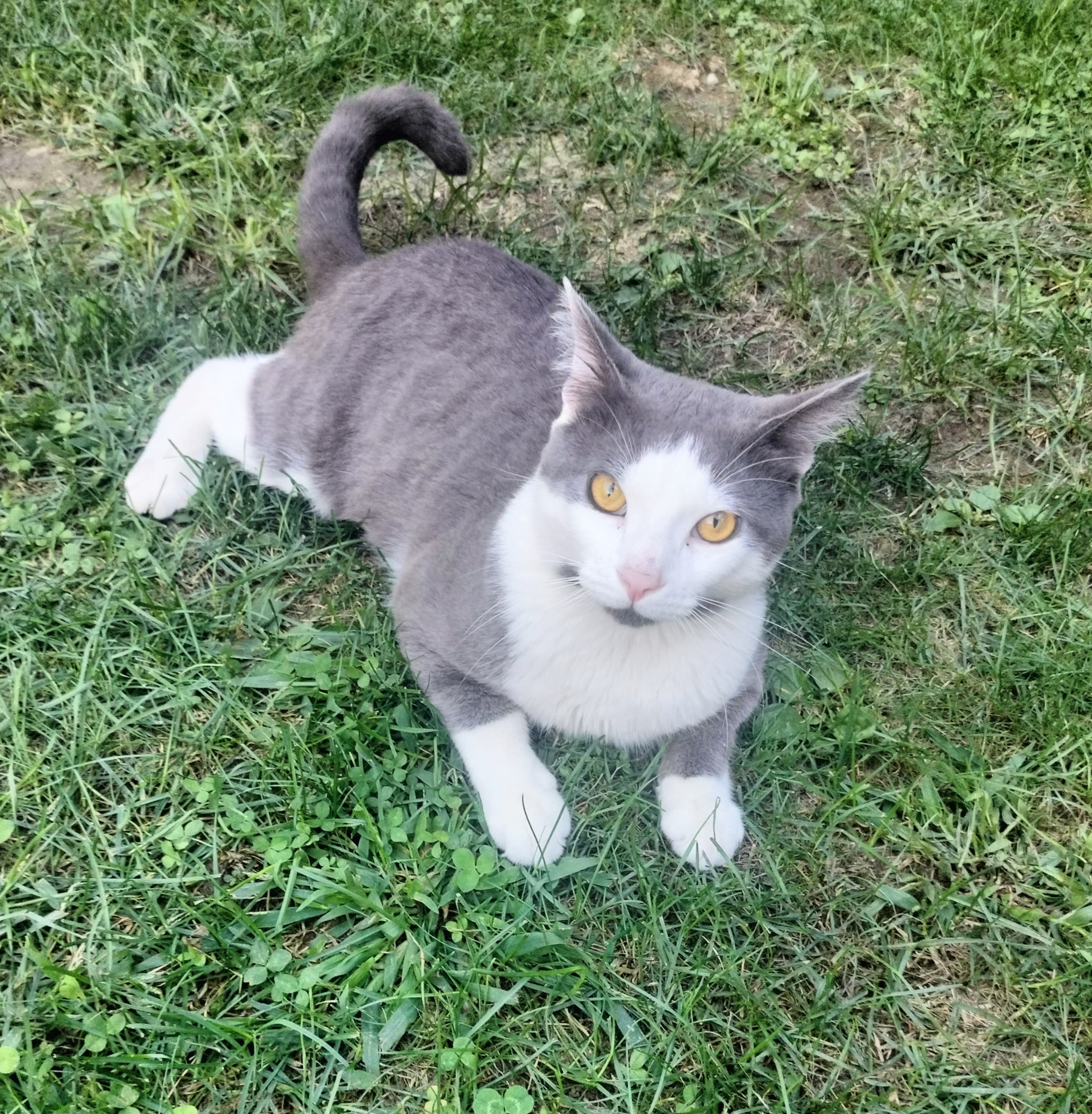 Missing Cat