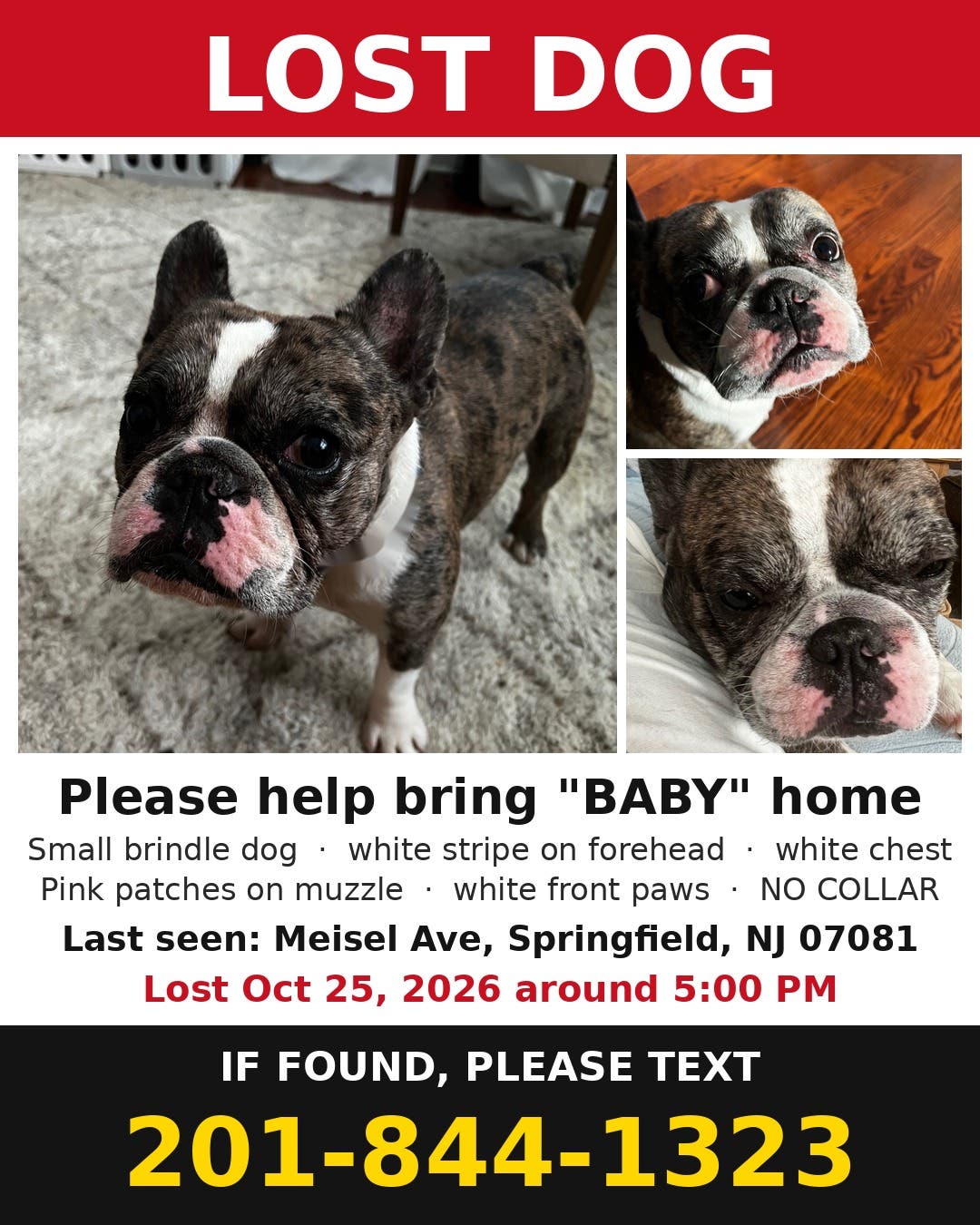 LOST DOG: “Baby,” Meisel Ave, Springfield – missing since 10/25, 5 PM