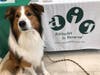 AIR Therapy Dog