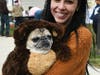 Dressed up Pug