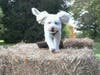 Ruff Mudder