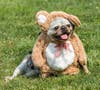 Teddy bear at Marty's Place Fall Festival